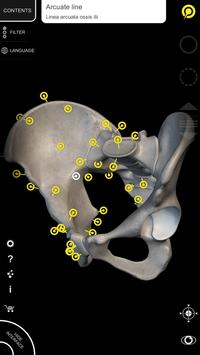 Muscle | Skeleton - 3D Atlas of Anatomy