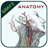 Grays Anatomy - Atlas