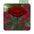 3D Rose Live Wallpaper Free
