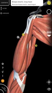 Muscle | Skeleton - 3D Atlas of Anatomy