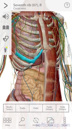 Human Anatomy Atlas 7-Springer