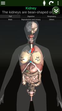 Internal Organs in 3D (Anatomy)