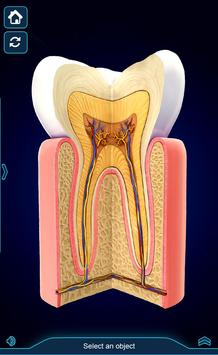 My Dental  Anatomy