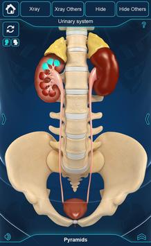 My Organs Anatomy